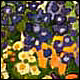Jardin aux tournesols - Simard, Claude A.
