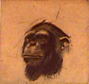 T&ecirc;te (singe) - D&eacute;saulniers, Fr&eacute;d&eacute;ric