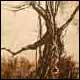 Le gros arbre - Kiss, Peter