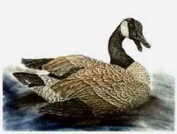 Canada Goose - Ivankovic, Ljubomir