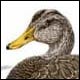 American Black Duck, drake - Ivankovic, Ljubomir