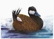 Ruddy duck - Ivankovic, Ljubomir