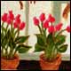 Tulipes en hiver - Simard, Claude A.