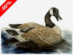 Canada Goose - Ivankovic, Ljubomir