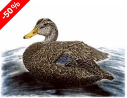 American Black Duck, drake - Ivankovic, Ljubomir