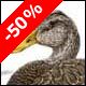 American Black Duck, drake - Ivankovic, Ljubomir