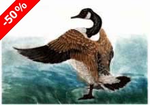 Canada Goose II - (S.E.) - Ivankovic, Ljubomir