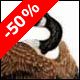 Canada Goose II - (S.E.) - Ivankovic, Ljubomir