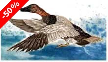 Canvasback, drake (S.E.) - Ivankovic, Ljubomir