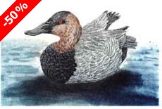 Canvasback, drake - Ivankovic, Ljubomir