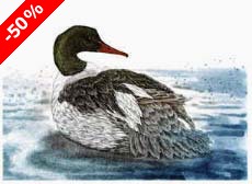 Common Merganser, drake - Ivankovic, Ljubomir