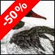 Common Merganser, drake - Ivankovic, Ljubomir