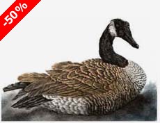 Canada Goose - Ivankovic, Ljubomir