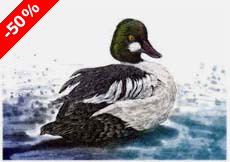 Common Goldeneye - Ivankovic, Ljubomir