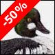 Common Goldeneye - Ivankovic, Ljubomir