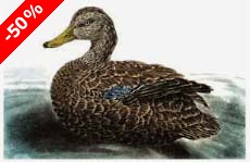 American Black Duck - Ivankovic, Ljubomir
