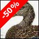 American Black Duck - Ivankovic, Ljubomir