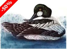 Common Goldeneye - Ivankovic, Ljubomir