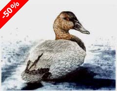 Canvasback, drake - Ivankovic, Ljubomir