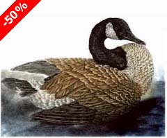 Canada Goose - Ivankovic, Ljubomir