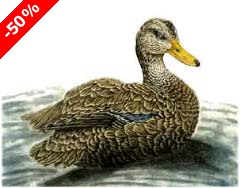 American Black Duck, drake - Ivankovic, Ljubomir