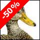 American Black Duck, drake - Ivankovic, Ljubomir