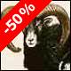 Mouflon - Kiss, Peter